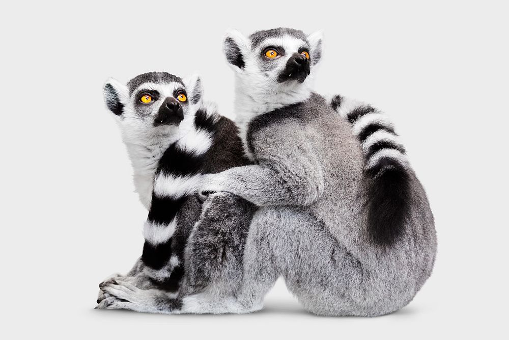 Lemur background, cute animal design
