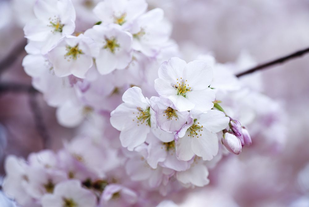 Free white cherry blossom image, public domain flower CC0 photo.