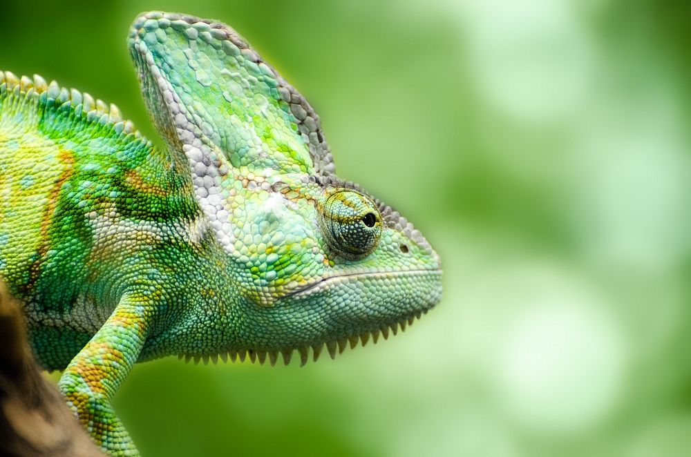 Free Chameleon in the wild image, public domain animal CC0 photo.