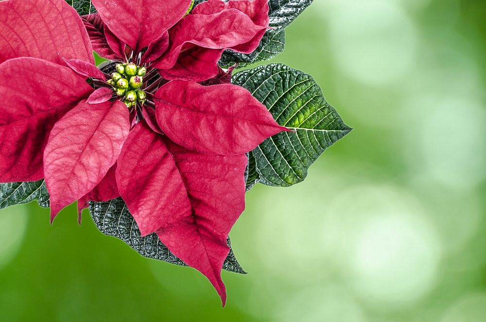 Free red poinsettia image, public domain Christmas flower CC0 photo.