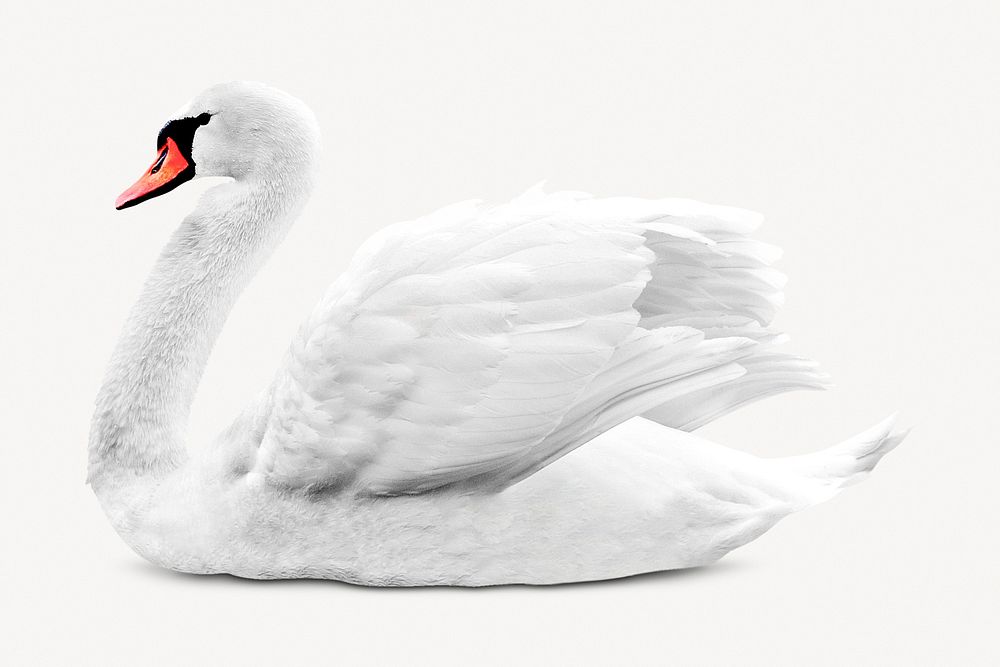 White swan isolated on white, real animal design psd