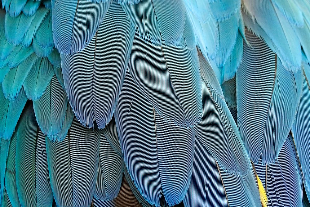 Parrot feathers texture, animal close up background