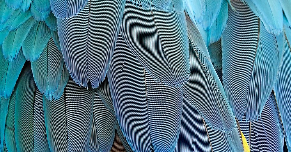 Blue parrot feathers pattern, animal close up background