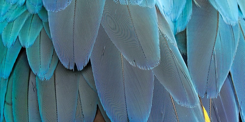 Parrot feathers texture background for Facebook | Free Photo - rawpixel