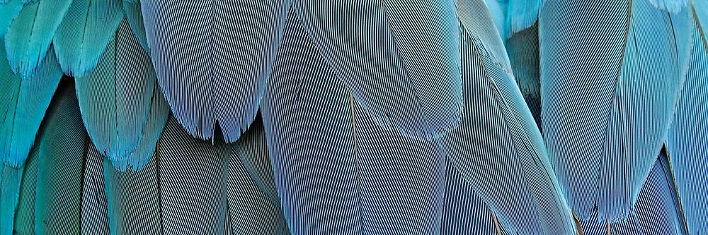 Parrot feathers texture background, twitter header design