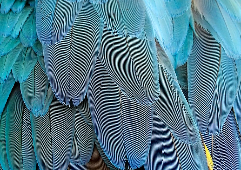 Blue parrot feathers pattern, animal close up background