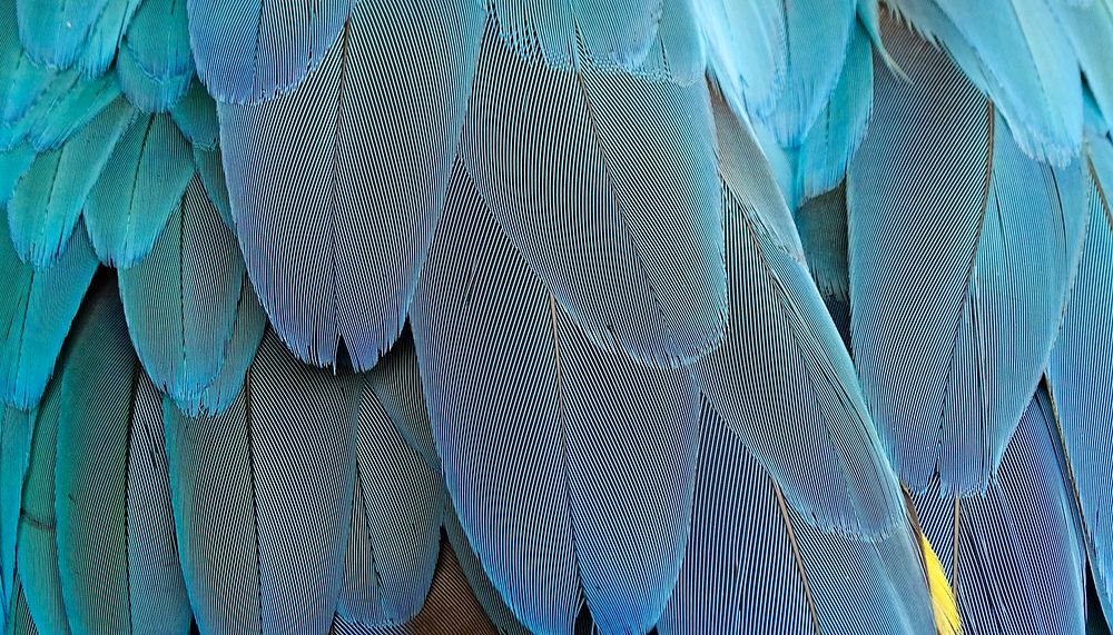 Parrot feathers  texture computer wallpaper, high definition background