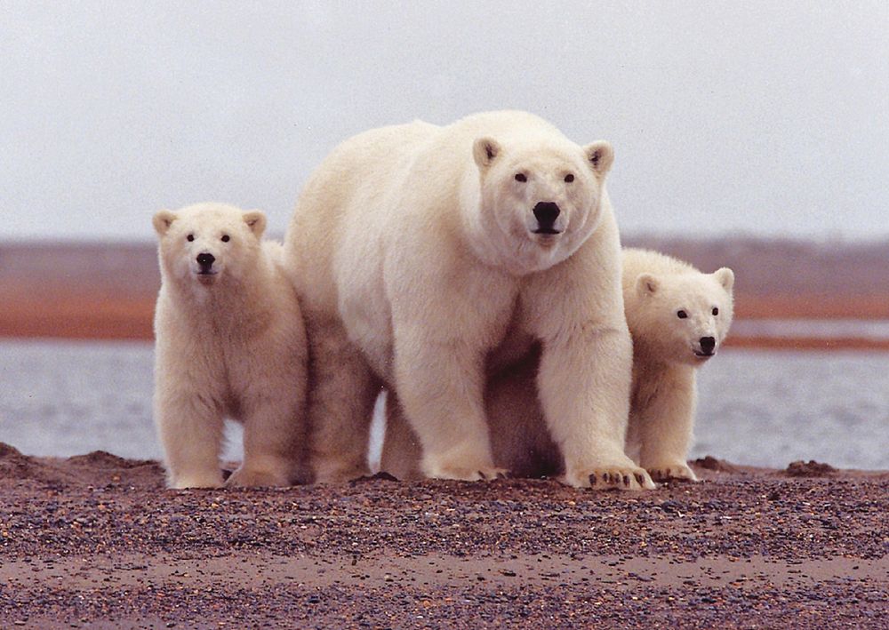 Free mom and 2 polar bears cubs image, public domain animal CC0 photo.