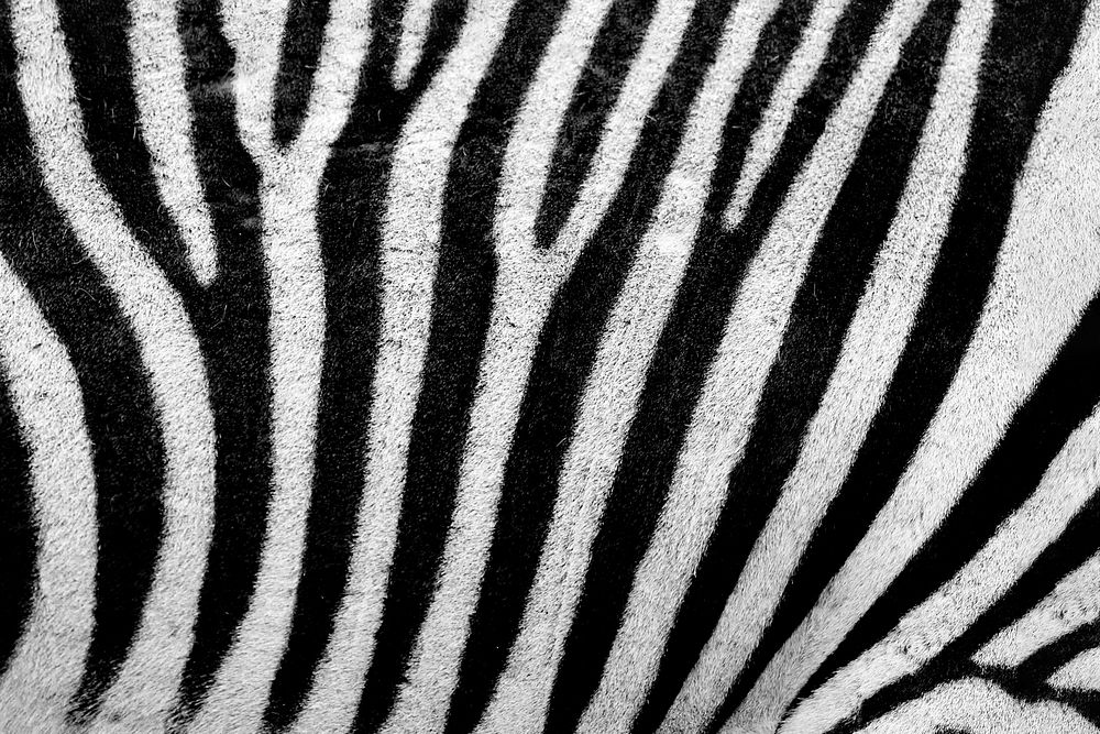 Stripe zebra skin pattern, animal close up background