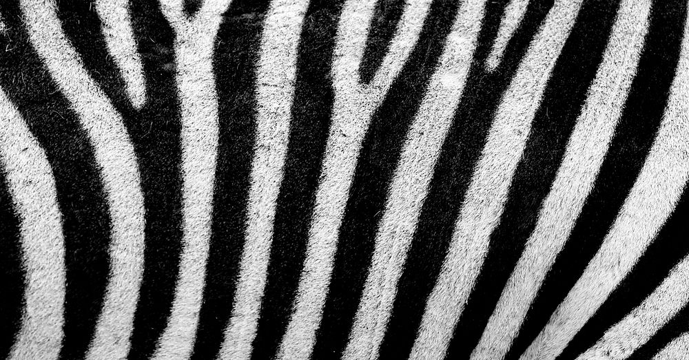 Zebra pattern, black and white stripe background