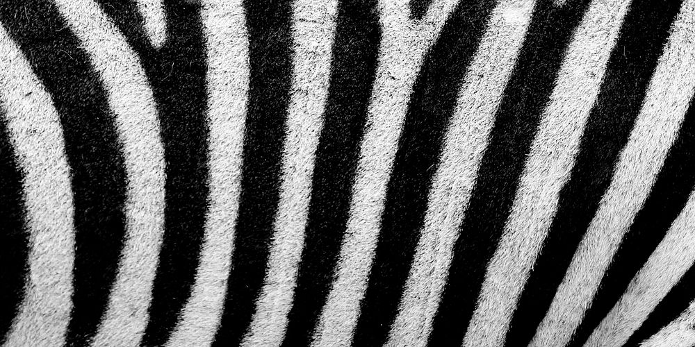 Zebra pattern, Facebook cover design for social media