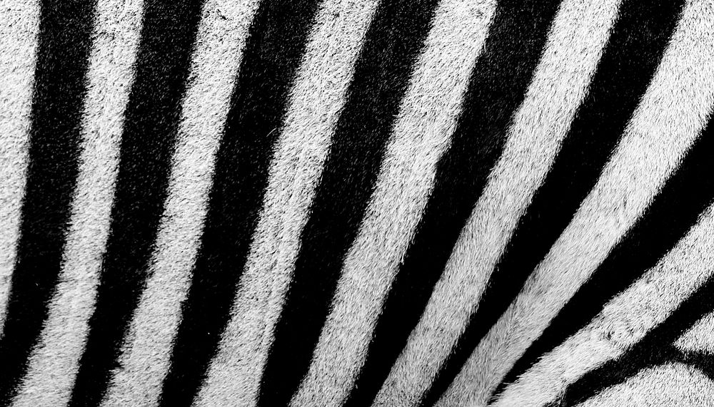 Zebra pattern  computer wallpaper, high definition background