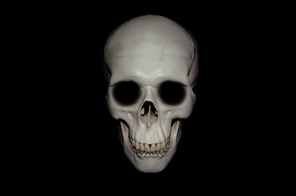 Skull. Free public domain CC0 photo.