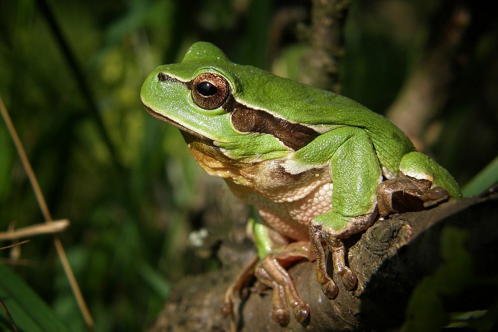 Free frog image, public domain animal CC0 photo. 