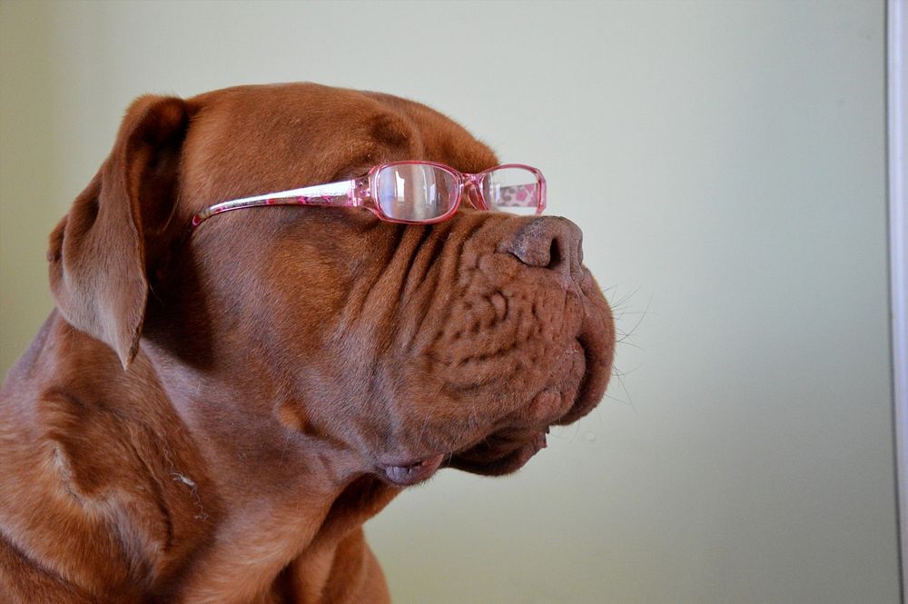 Free bulldog wearing pink glasses image, public domain animal CC0 photo.