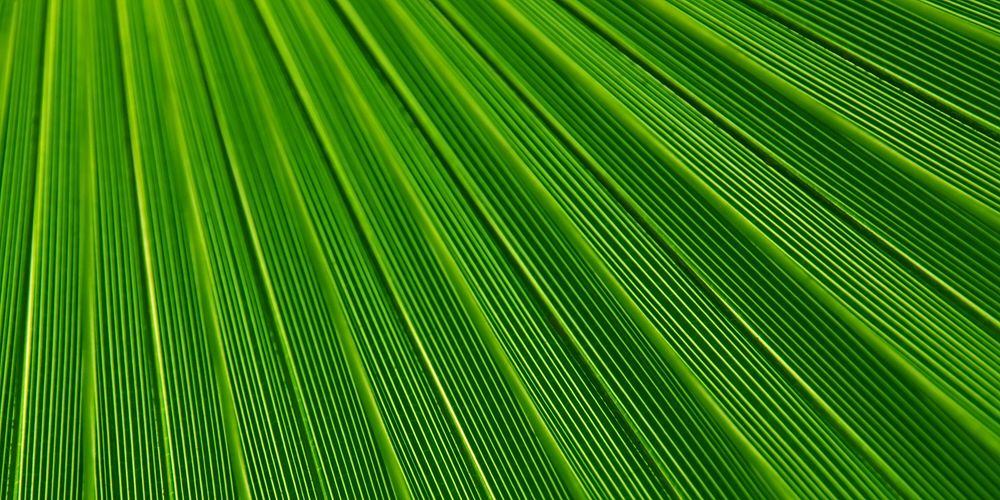 Palm leaf texture background for Facebook cover and social media banner