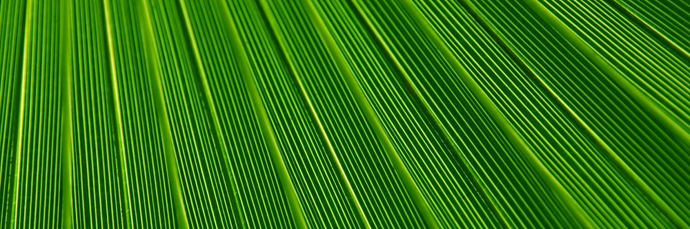 Palm leaf  texture background, twitter header design