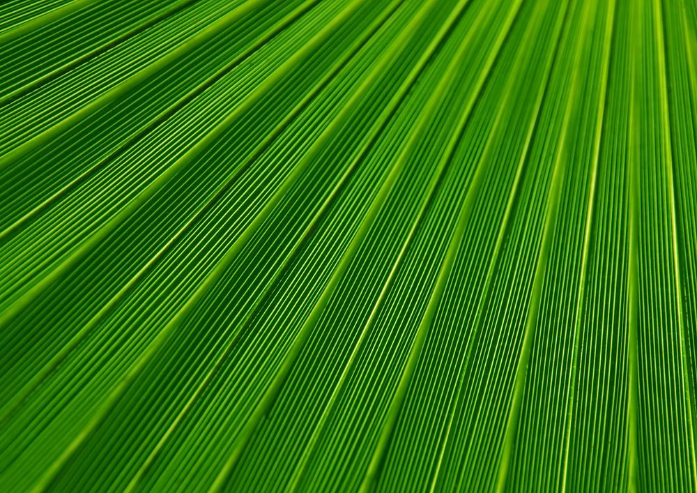 Palm leaf botanical texture background, Free Photo rawpixel