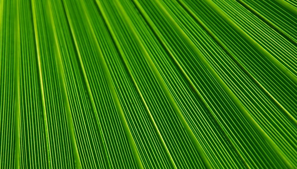 Palm leaf  texture computer wallpaper, high definition background