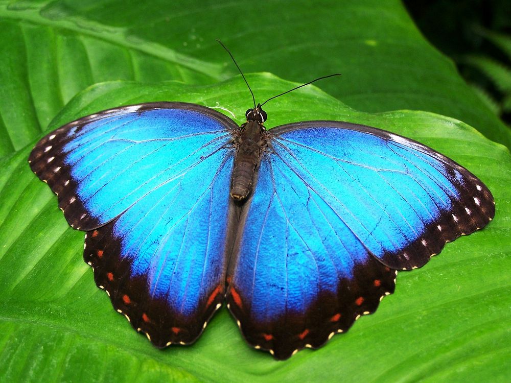 Free blue butterfly image, public domain animal CC0 photo.
