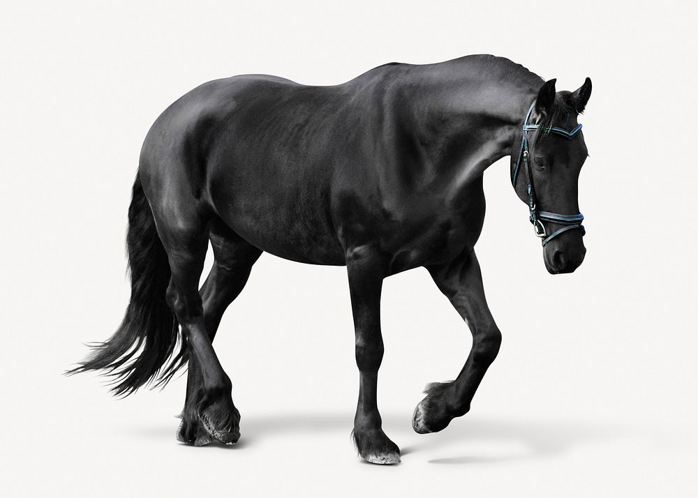 Black horse isolated on white, real animal design psd