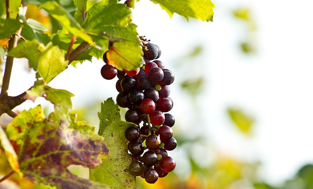 Free purple grapes on branch image, public domain fruit CC0 photo.