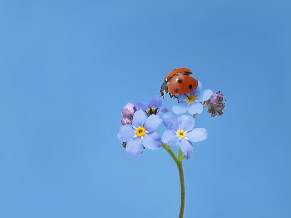 Free ladybug on Forget Me Not flower photo, public domain animal CC0 image.
