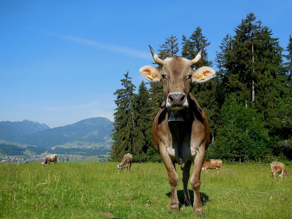 Free cow standing on farmland with good view image, public domain animal CC0 photo.