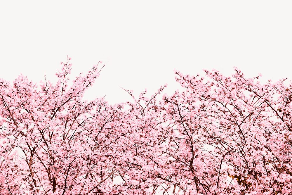Cherry blossom background, pink flower aesthetic psd