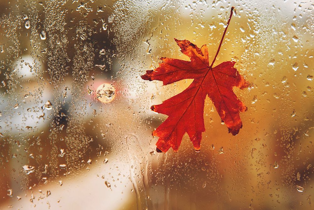 Free rainy day image, public domain autumn CC0 photo.