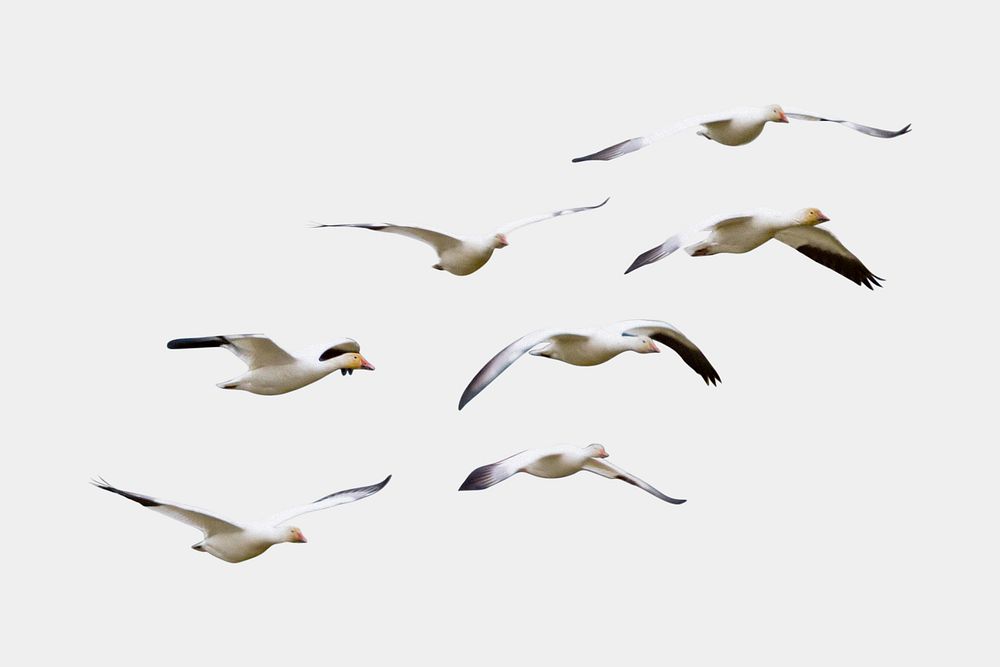 Bird flock isolated on white, real animal design