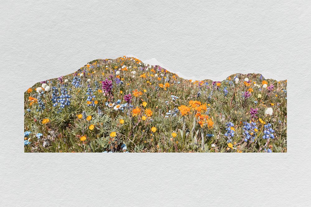 Flower field  border, aesthetic nature design psd