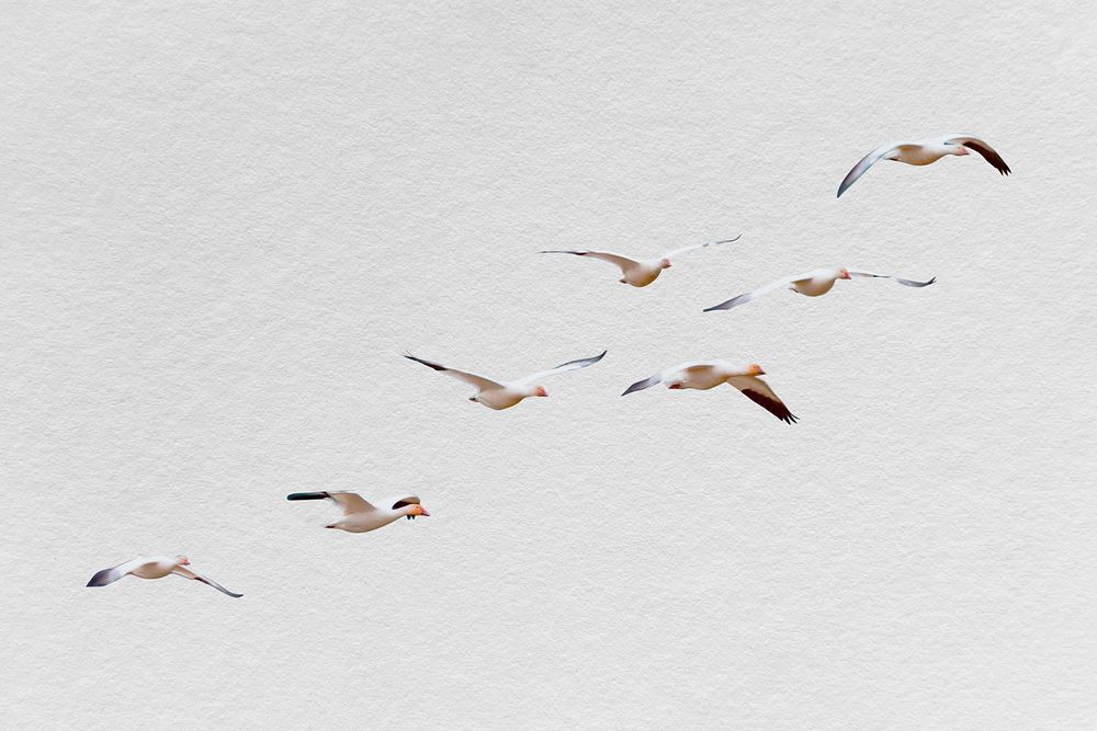Bird flock isolated on white, real animal design