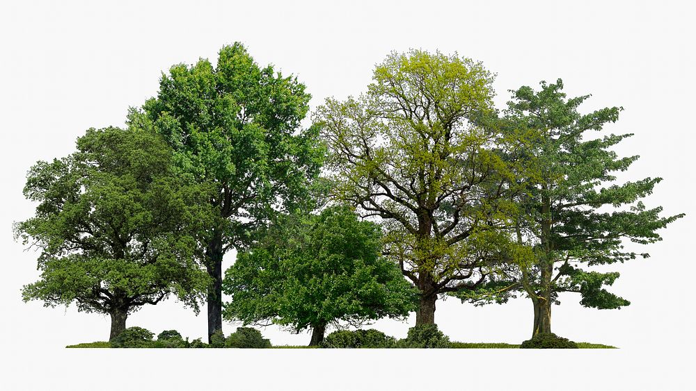 Forest isolated on white, nature design