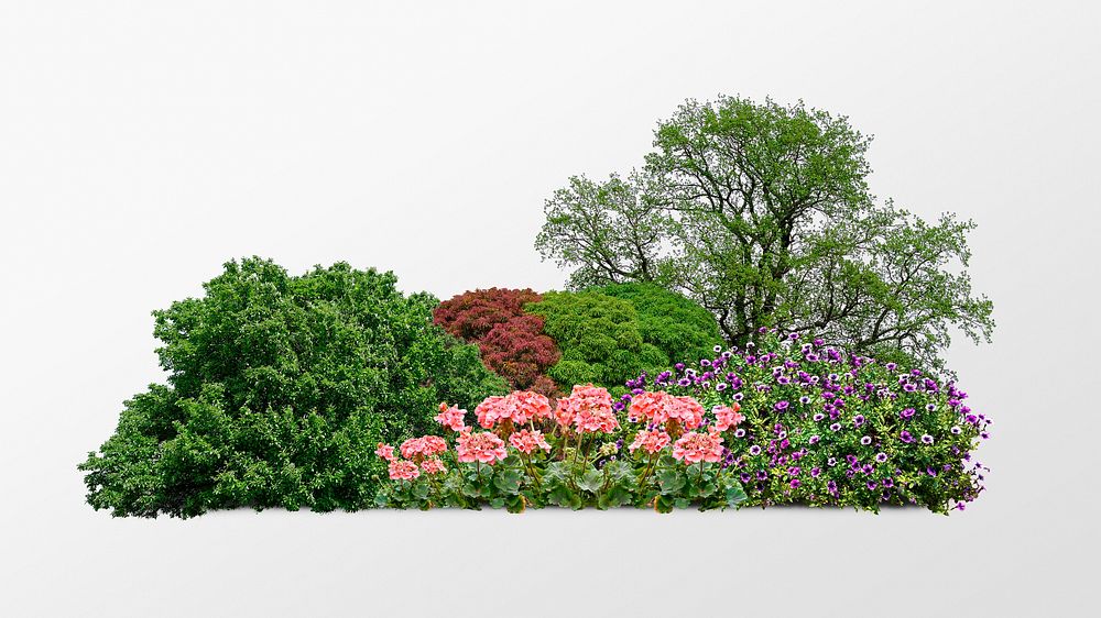 Bush isolated on white, garden design