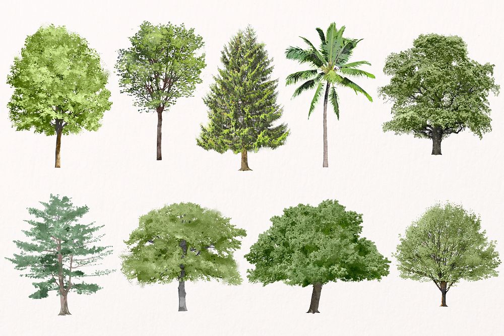 Tree illustration set, evergreen design psd