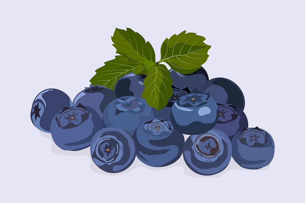 Blueberry fruit clipart, realistic illustration design