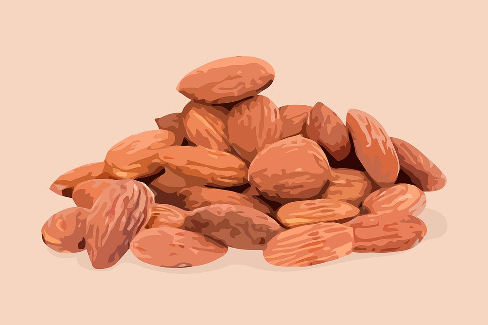 Almond clipart, nut illustration design vector