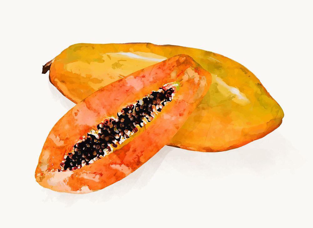 Watercolor papaya clipart, fruit illustration vector art