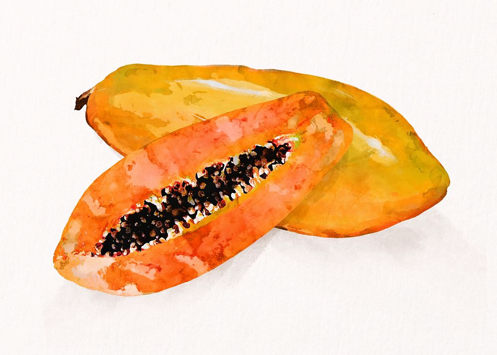 Watercolor papaya clipart, fruit illustration psd