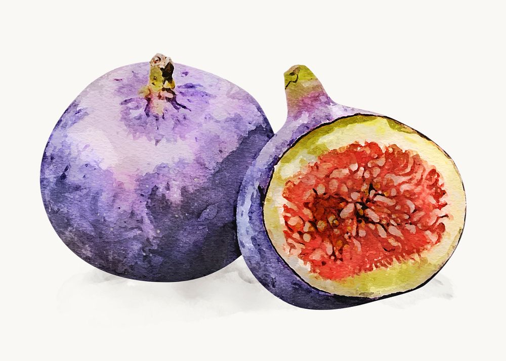 Watercolor figs clipart, fruit illustration vector art