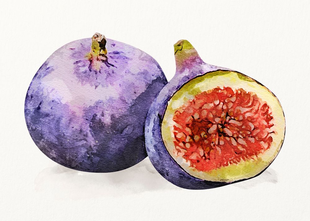 Watercolor figs illustration, fruit drawing graphic