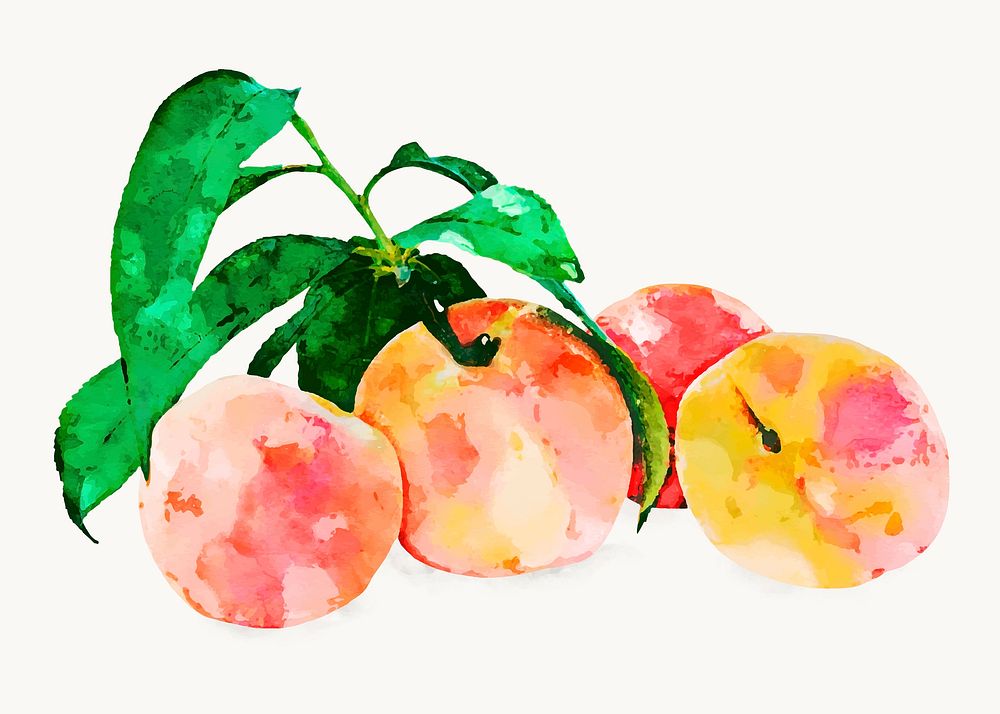 Watercolor peaches clipart, fruit illustration vector art
