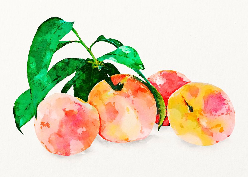 Watercolor peaches illustration, fruit drawing graphic