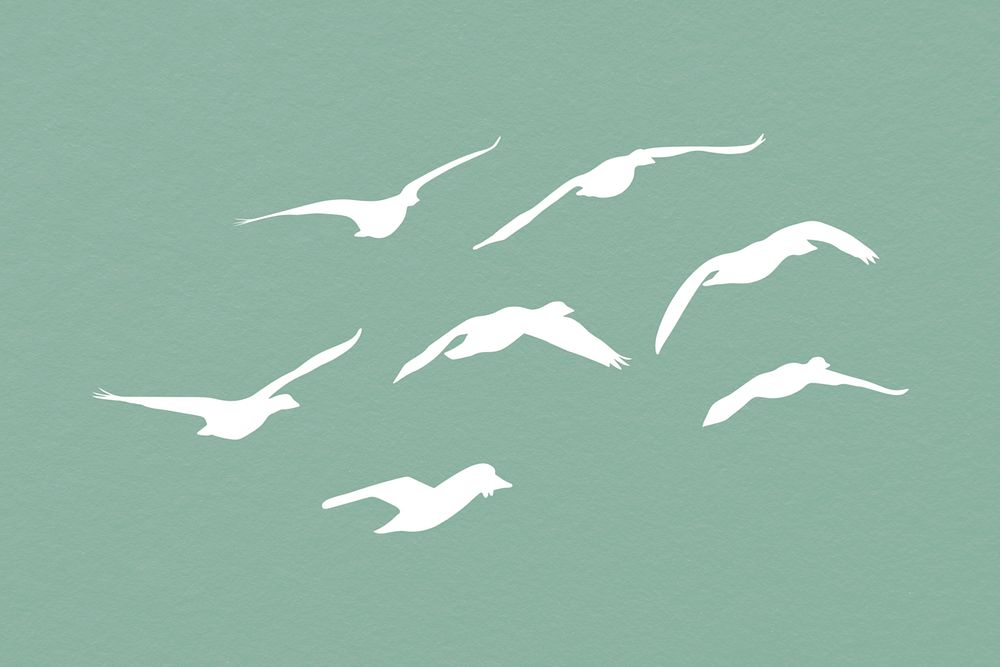 Flying birds silhouette clipart, animal in white 