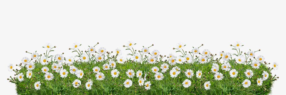 Daisy flower border, floral graphic psd
