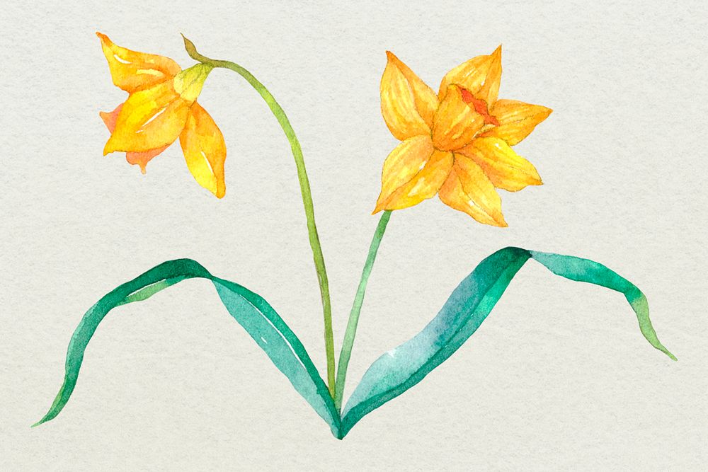 Easter daffodil psd design element watercolor illustration