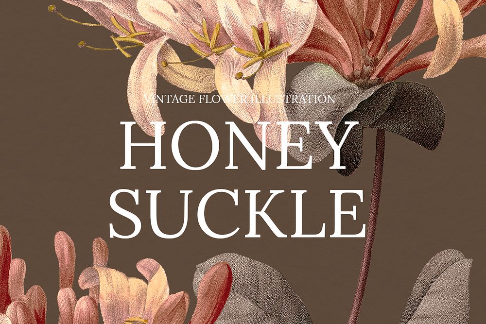 Vintage honeysuckle hand drawn background illustration, remixed from public domain artworks