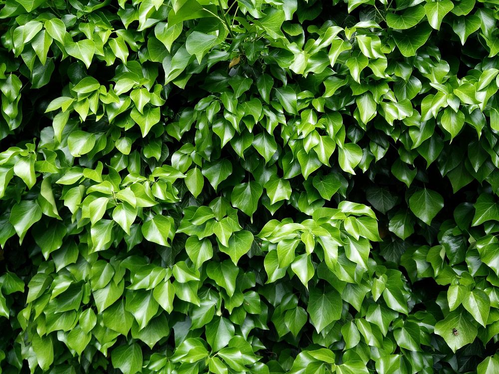 this is an ivy plant in high quality. Original public domain image from Wikimedia Commons