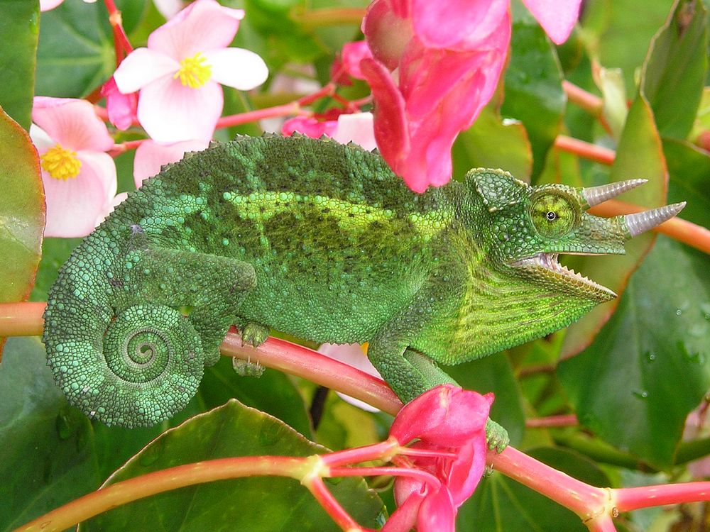 Feral Jackson's Chameleon on the island of Maui, Hawaii. Original public domain image from Wikimedia Commons